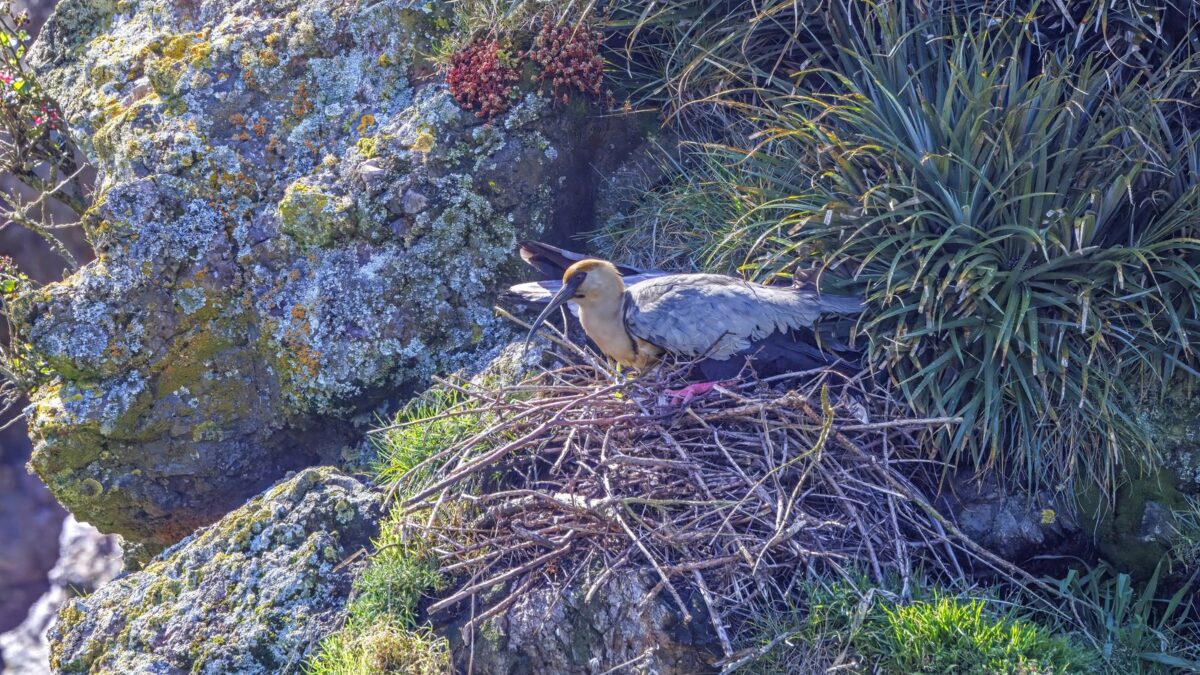 Foto de Bandurria (Theristicus melanopis), familia Ardeidae, aves de Chile