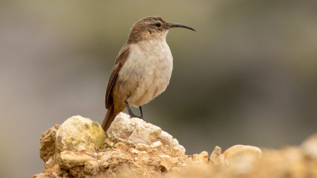 Foto de Bandurrilla de la puna (Upucerthia validirostris), familia FurnariidaeBANDURRILLA, aves de Chile