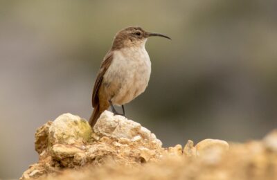 Foto de Bandurrilla de la puna (Upucerthia validirostris), familia FurnariidaeBANDURRILLA, aves de Chile