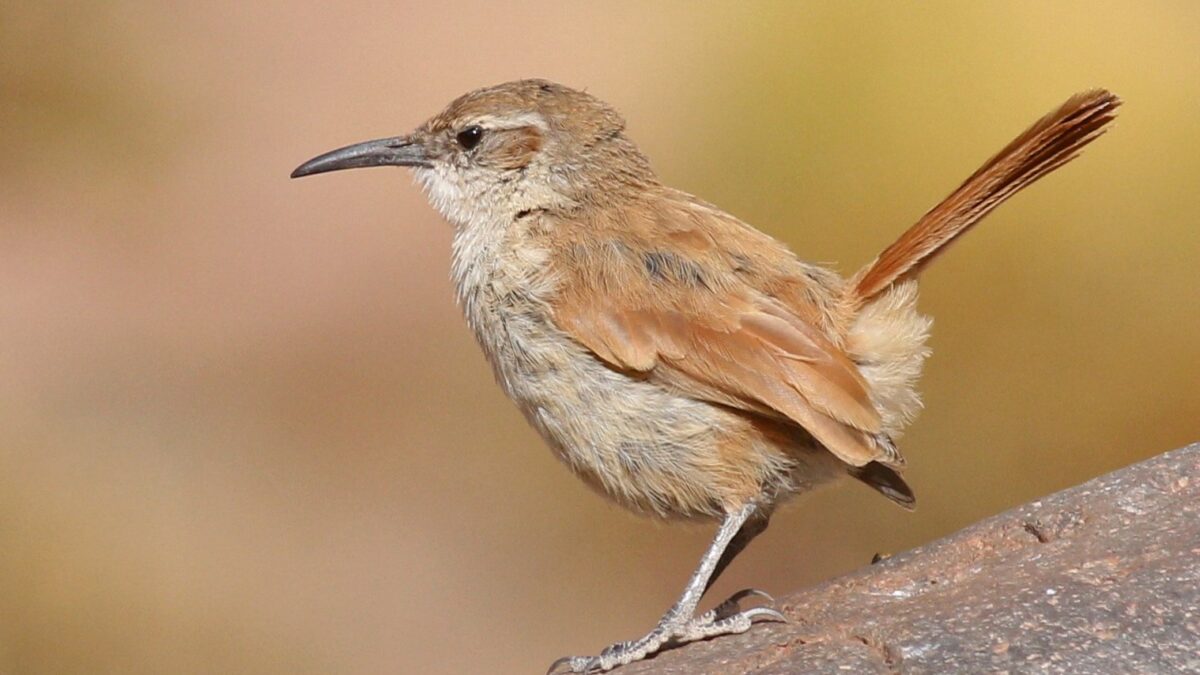 Foto de Bandurrilla de las piedras (Ochetorhynchus andaecola), familia FurnariidaeBANDURRILLA, aves de Chile