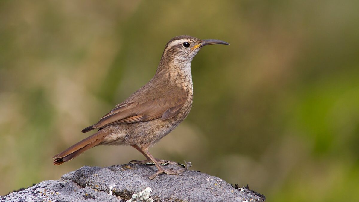 Foto de Bandurrilla de los bosques (Upucerthia saturatior), familia Furnariidae, aves de Chile