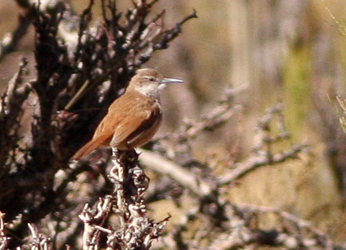 Foto de Bandurrilla de pico recto (Ochetorhynchus ruficaudus), familia Furnariidae, aves de Chile