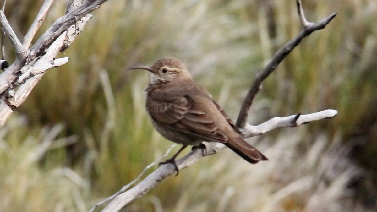 Foto de Bandurrilla (Upucerthia dumetaria), familia Furnariidae, aves de Chile