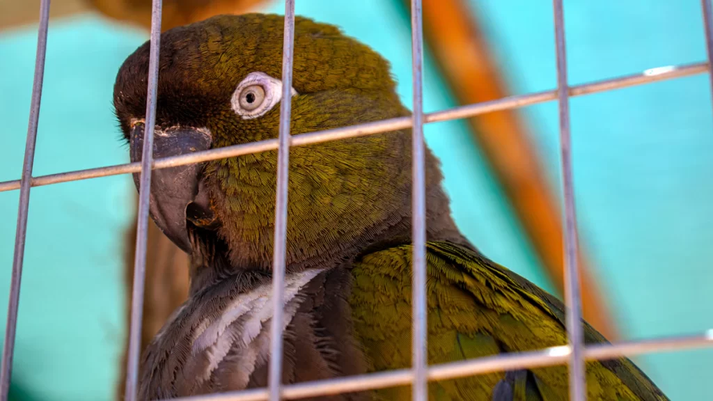 Loro verde dentro de una jaula para mascotas
