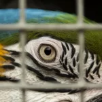 Loro verde amarillo y blanco dentro de una jaula