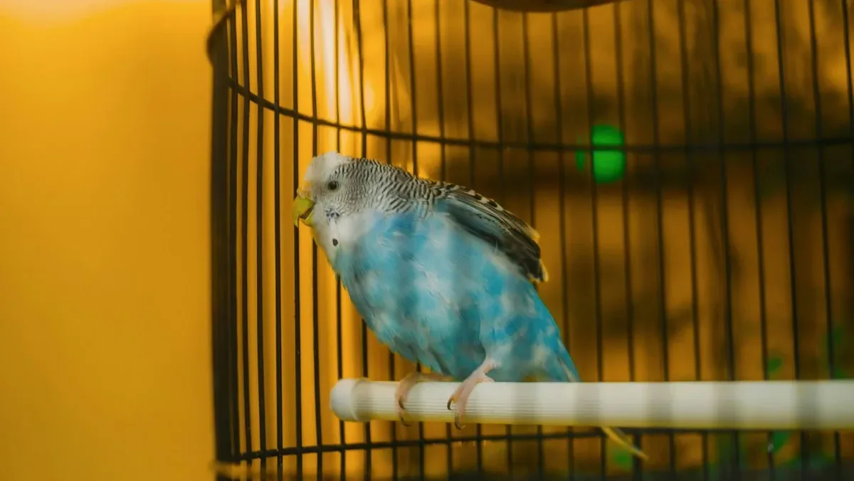 Almohadilla de papel absorbente para jaula de pájaros, accesorio de limpieza para aves