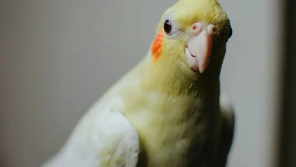 Cubierta protectora para jaula de pájaros, accesorio YARNOW para periquitos y cacatúas