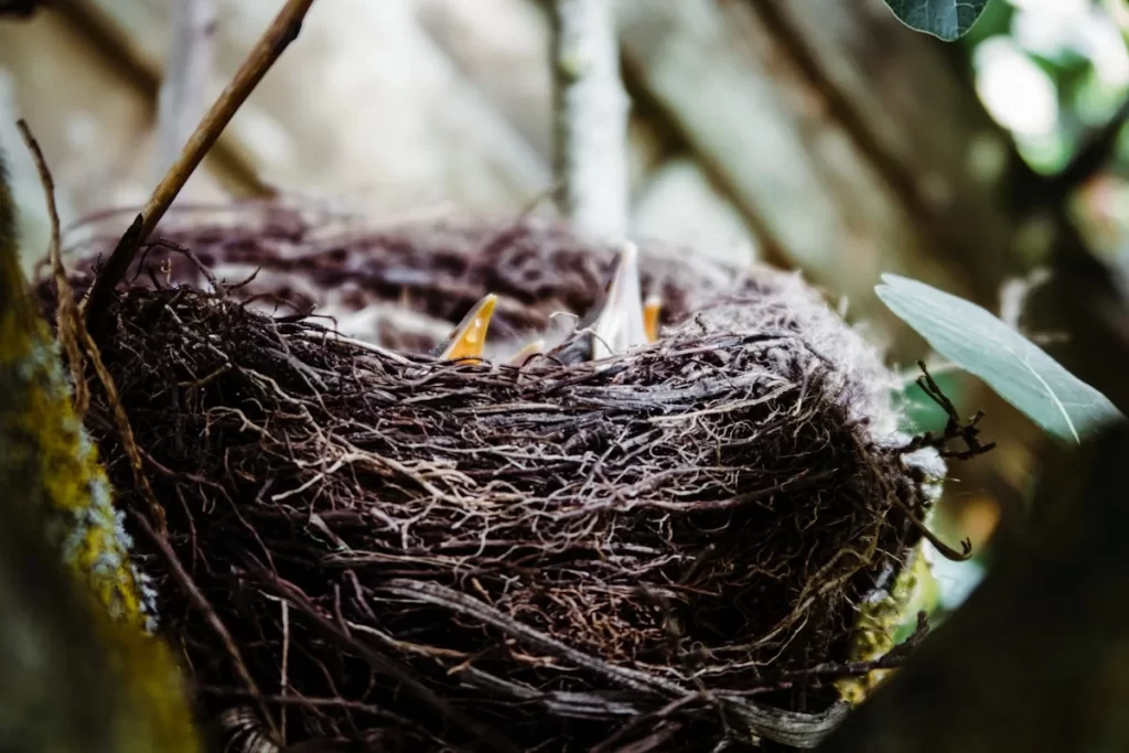Nido de paja tejido a mano ISAKEN para pájaros, casa colgante para loros y gorriones