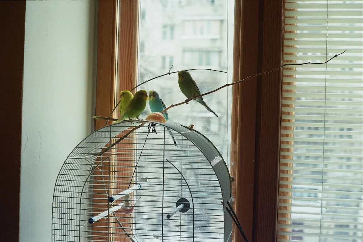 Rejilla delantera metálica para jaulas Vision M11 y M12, barras protectoras para aves