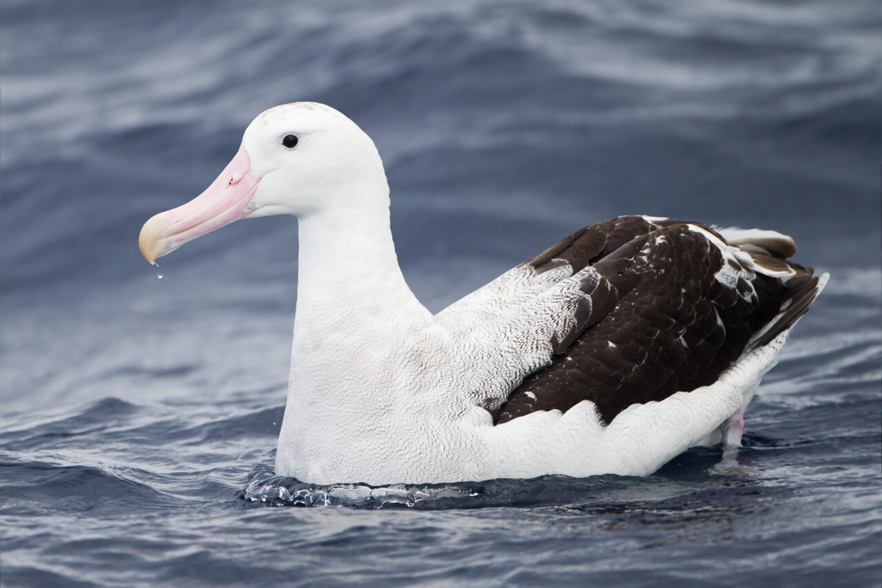 Albatros errante o wandering albatross volando sobre el océano Pacífico, ave marina nómada por excelencia