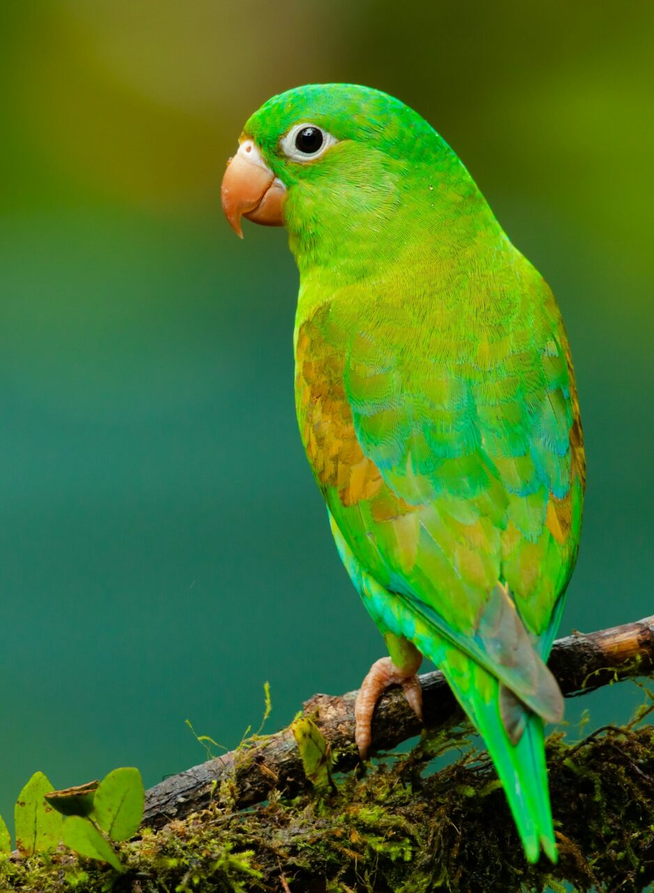Pequeño nido de pájaros decorativo ideal para manualidades y adornos de Pascua