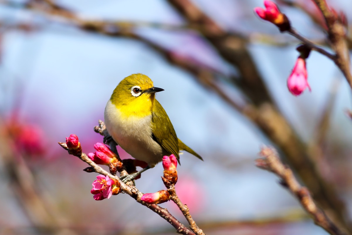 Comedero para aves de ventana con ventosas transparente para birdwatching