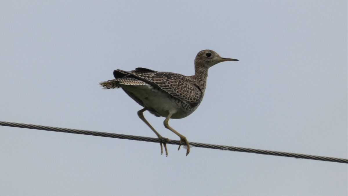 Foto de Batitú (Bartramia longicauda), familia ScolopacidaeBATITÚ, aves de Chile