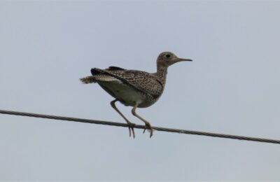 Foto de Batitú (Bartramia longicauda), familia ScolopacidaeBATITÚ, aves de Chile