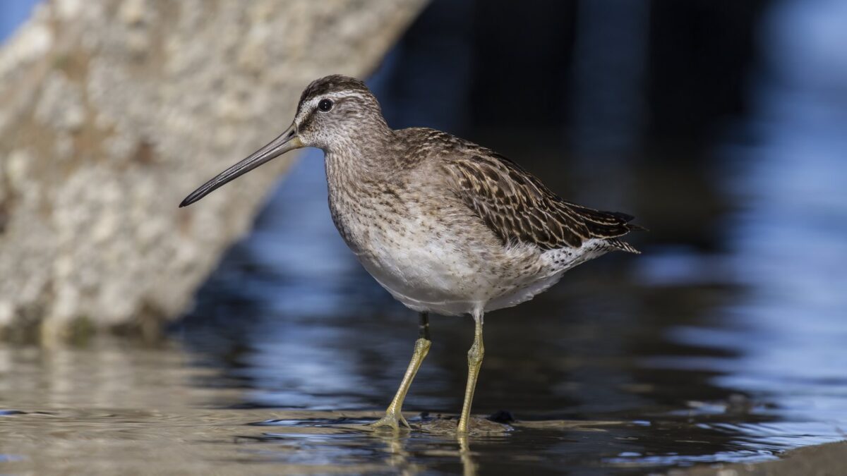 Foto de Becacina chica (Limnodromus griseus), familia Scolopacidae, aves de Chile