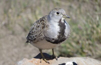 Foto de Becacina de la Puna (Thinocorus rumicivorus), familia Scolopacidae, aves de Chile