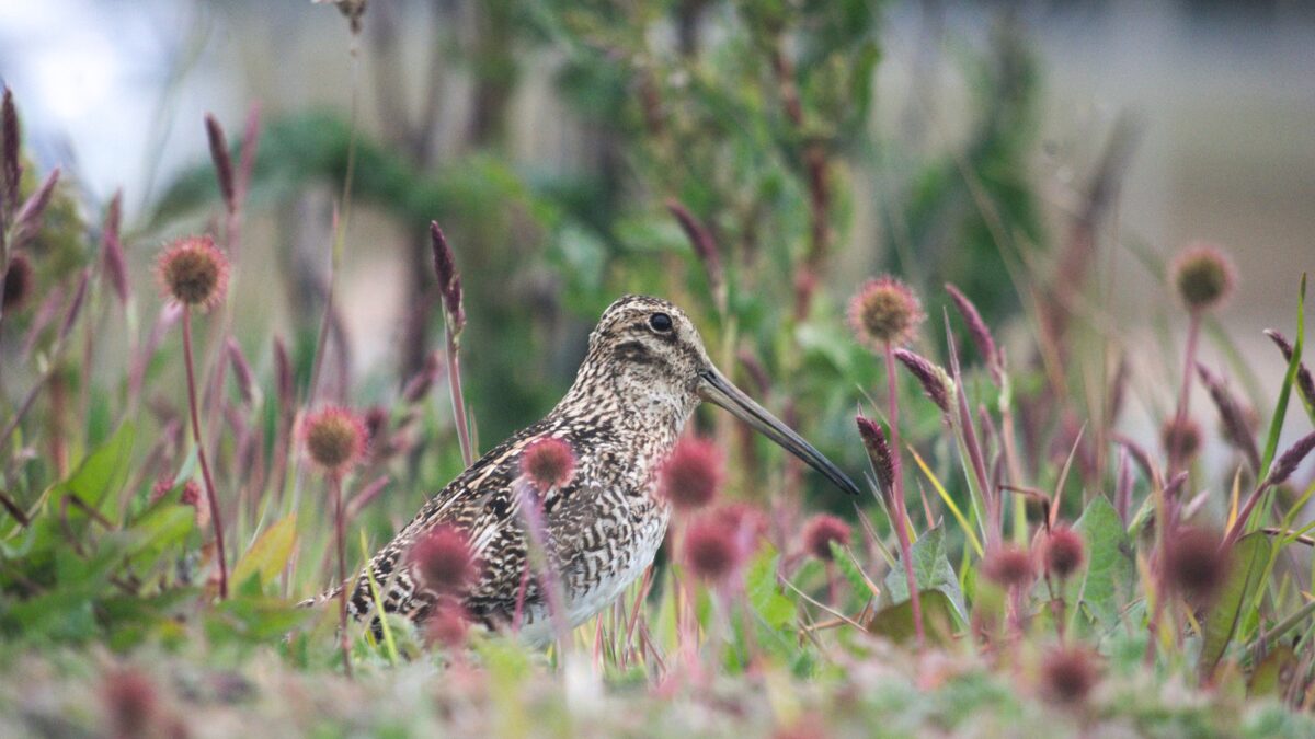 Foto de Becacina (Gallinago magellanica), familia Scolopacidae, aves de Chile