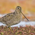 Foto de Becacina grande (Gallinago stricklandii), familia Scolopacidae, aves de Chile