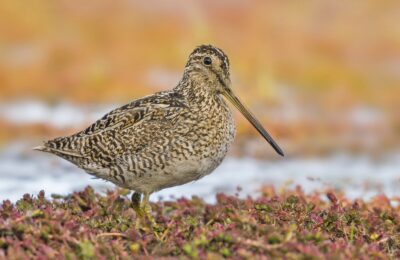 Foto de Becacina grande (Gallinago stricklandii), familia Scolopacidae, aves de Chile