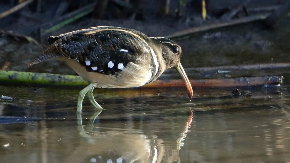 Foto de Becacina pintada (Nycticryphes semicollaris), familia Rostratulidae, aves de Chile