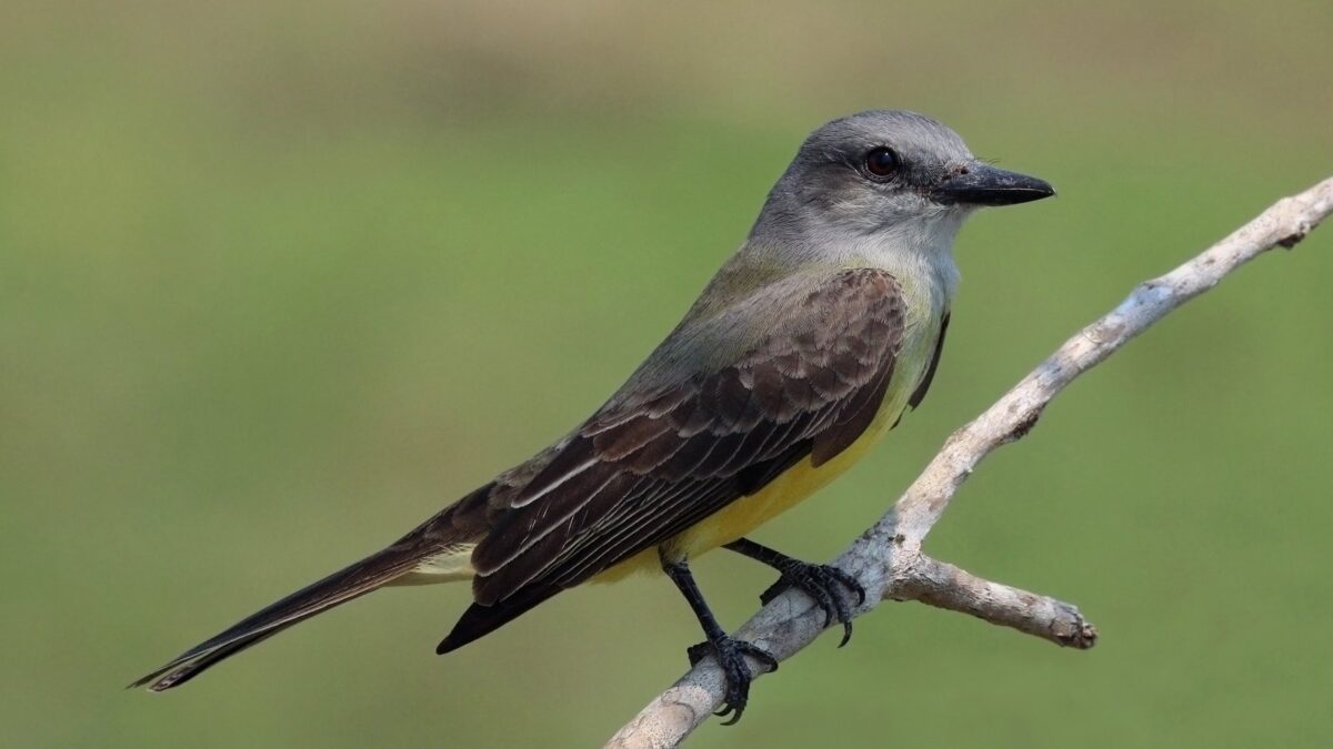 Foto de Benteveo blanco y negro (Tyrannus tyrannus), familia Tyrannidae, aves de Chile
