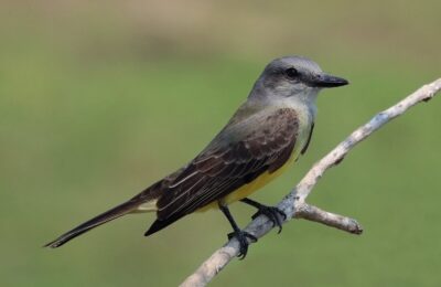 Foto de Benteveo blanco y negro (Tyrannus tyrannus), familia Tyrannidae, aves de Chile