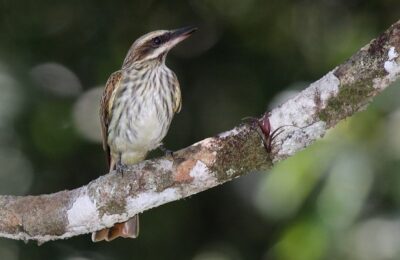 Foto de Benteveo chico (Myodynastes maculatus), aves de Chile