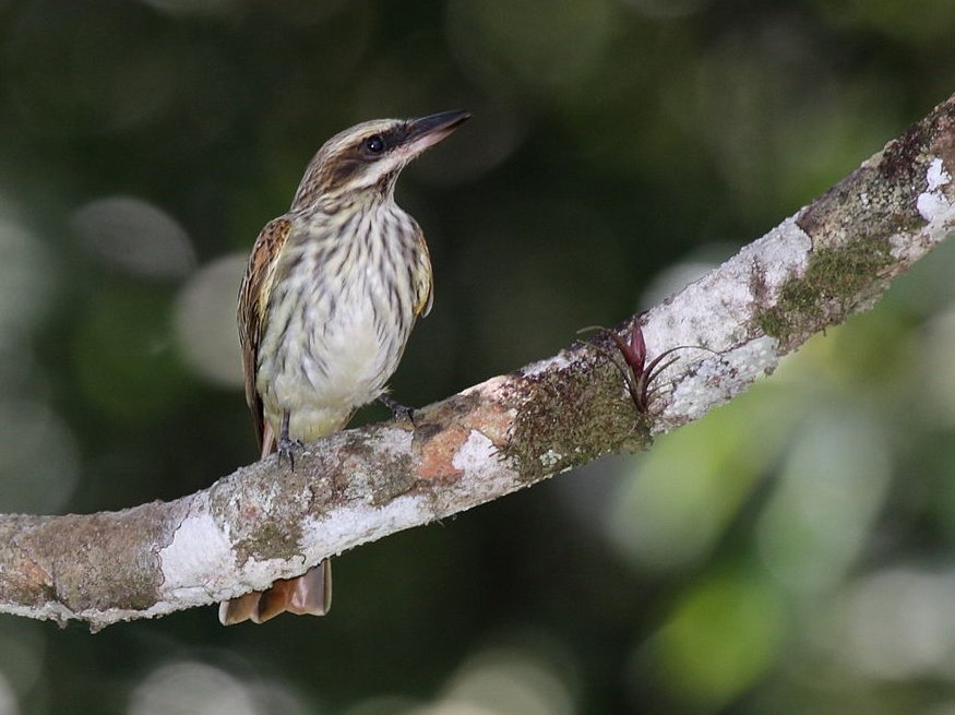 Foto de Benteveo chico (Myodynastes maculatus), aves de Chile
