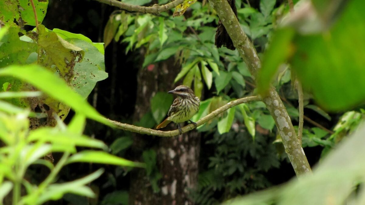 Foto de Benteveo de vientre azufre (Myodynastes luteiventris), aves de Chile