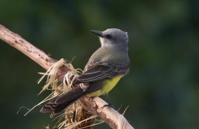 Foto de Benteveo real (Tyrannus melancholicus), familia Tyrannidae, aves de Chile