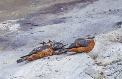 Foto de Birro comun (Hirundinea ferruginea), familia Tyrannidae, aves de Chile