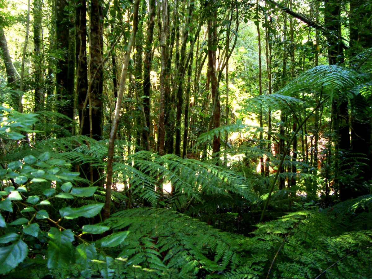 Bosque valdiviano templado lluvioso chileno