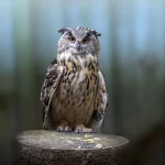 Búhos chilenos: las 7 especies de Chile | Guía completa con fotos y cómo identificarlos