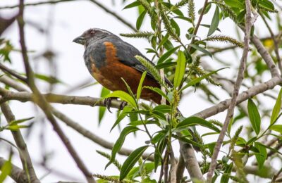 Foto de Burlisto castaño (Saltator rufiventris), familia Tyrannidae, aves de Chile