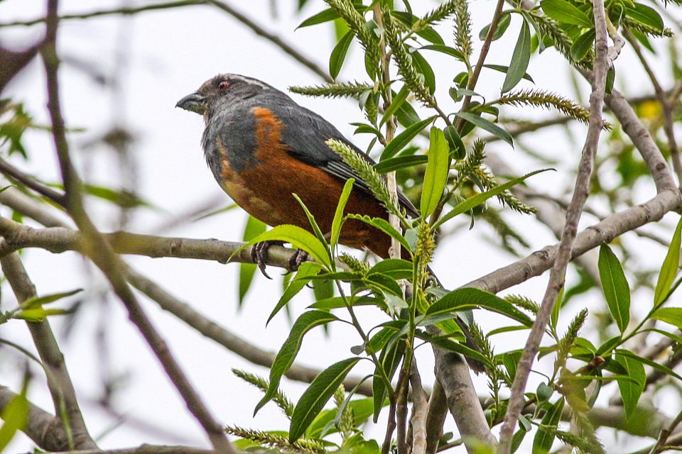 Foto de Burlisto castaño (Saltator rufiventris), familia Tyrannidae, aves de Chile