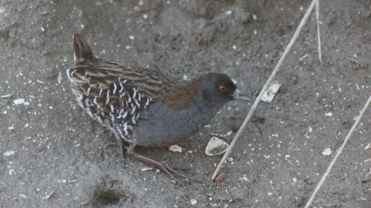 Foto de Burrito negruzco (Porzana spiloptera), familia Rallidae, aves de Chile