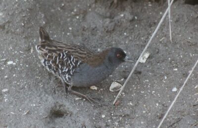 Foto de Burrito negruzco (Porzana spiloptera), familia Rallidae, aves de Chile
