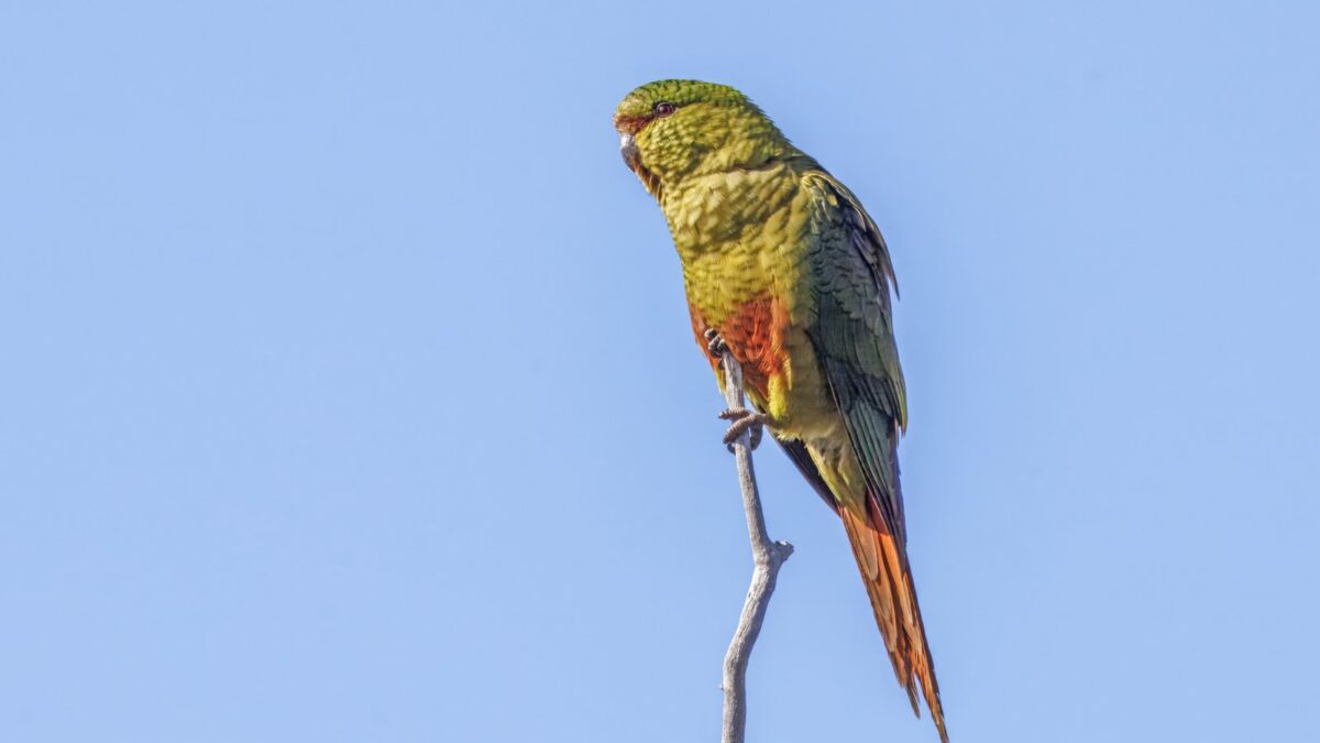 Foto de Cachaña (Enicognathus ferrugineus), familia Psittacidae, aves de Chile