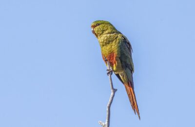 Foto de Cachaña (Enicognathus ferrugineus), familia Psittacidae, aves de Chile