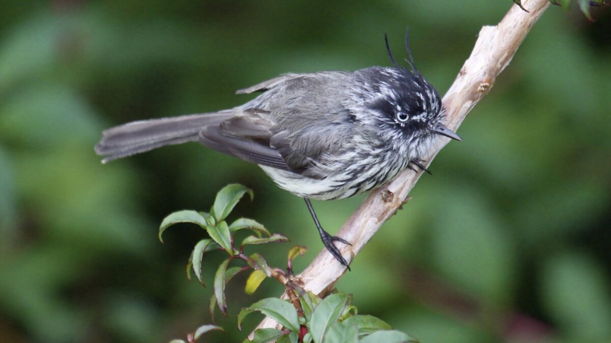 Foto de Cachudito (Anairetes parulus), familia Not in source, aves de Chile