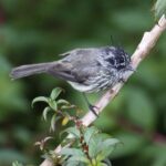 Foto de Cachudito (Anairetes parulus), familia Not in source, aves de Chile