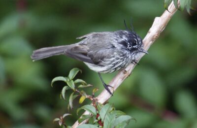 Foto de Cachudito (Anairetes parulus), familia Not in source, aves de Chile