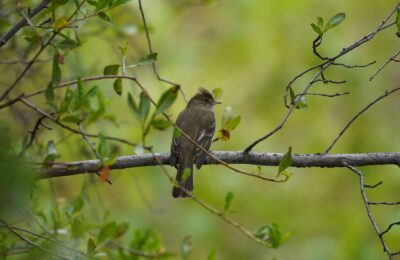 Foto de Cachudito de Cresta Blanca (Aphrastura castaneiceps), aves de Chile