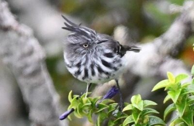 Foto de Cachudito de Juan Fernandez (Anairetes fernandezianus), familia Tyrannidae, aves de Chile