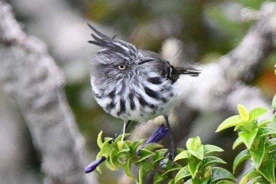 Foto de Cachudito de Juan Fernandez (Anairetes fernandezianus), familia Tyrannidae, aves de Chile