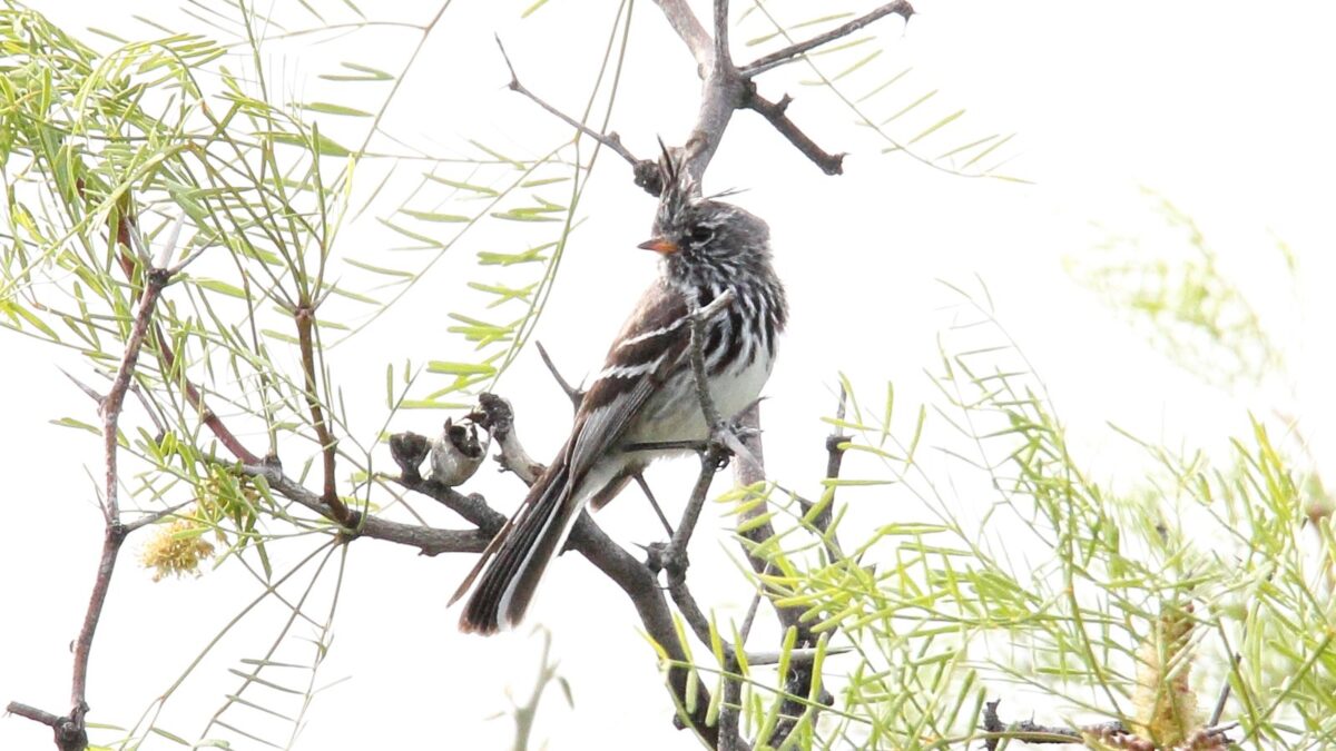 Foto de Cachudito del Norte (Anairetes flavirostris), familia Tyrannidae, aves de Chile