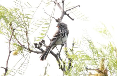 Foto de Cachudito del Norte (Anairetes flavirostris), familia Tyrannidae, aves de Chile