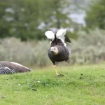 Caiquén (Chloephaga picta) en la Patagonia de Chile