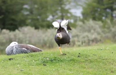 Caiquén (Chloephaga picta) en la Patagonia de Chile