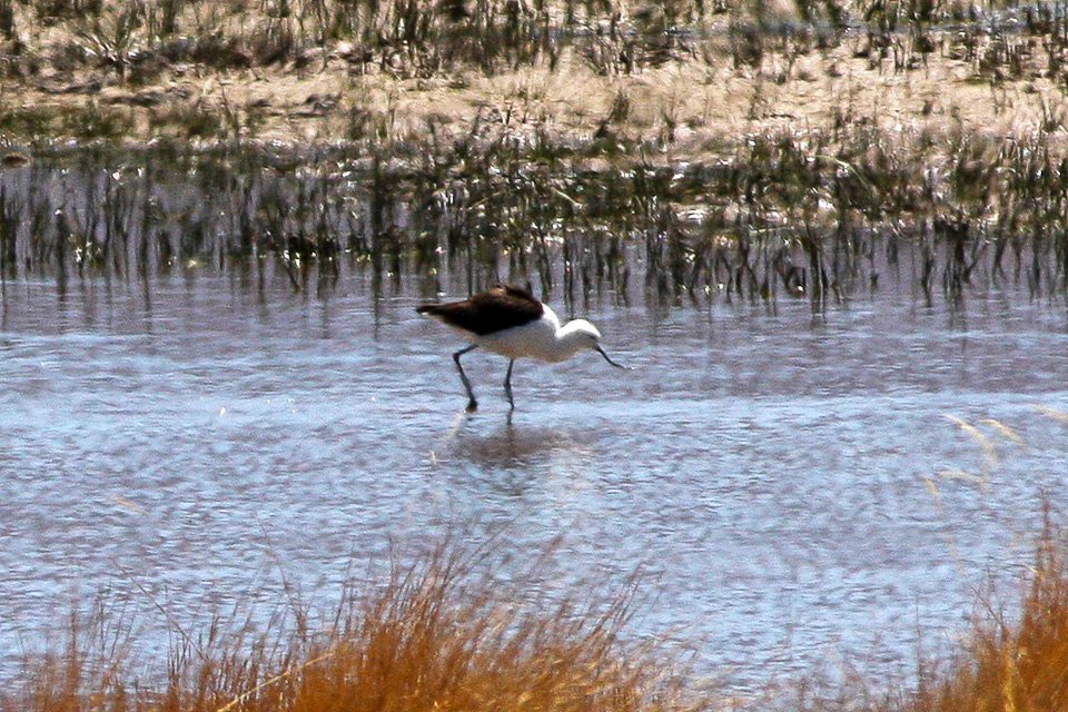 Foto de Caití (Recurvirostra andina), familia Recurvirostridae, aves de Chile